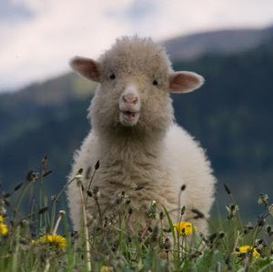 Meet your Posher, Woolisforsheep